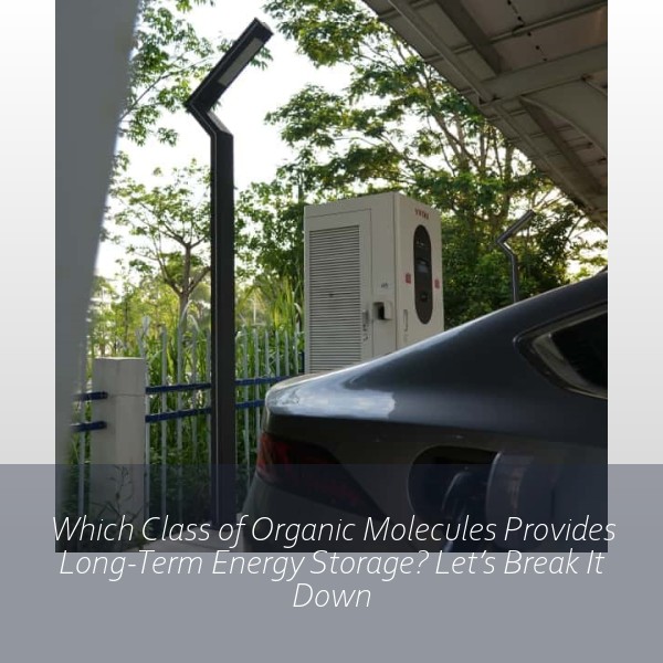 Which Class of Organic Molecules Provides Long-Term Energy Storage? Let’s Break It Down